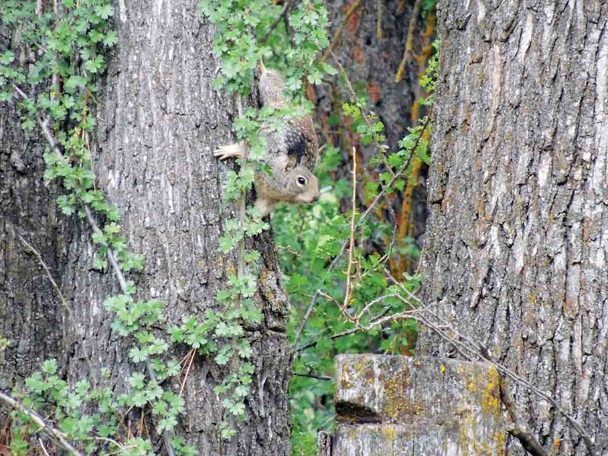 There’s no doubt many a hungry pioneer made a meal out of a ground squirrel. It’s hard to think of a better target for building patience and refining a steady shot. Today the grey digger can provide sport for a hunter with a long gun. It’s good practice against starvin’ times.